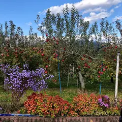 原沢りんご園