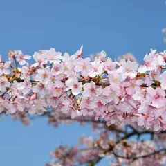 河津桜ロード