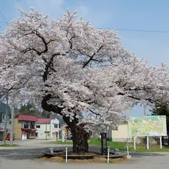 中山平の大桜