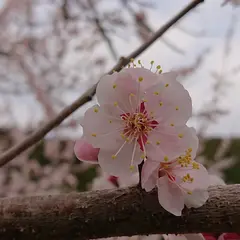 洞慶院 梅園