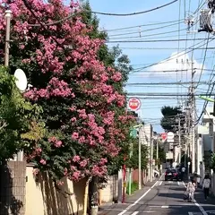 梅丘