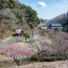 蓮華寺池公園 梅園