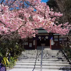 藤川天神の臥龍梅