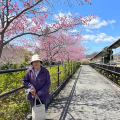 天理の桜並木