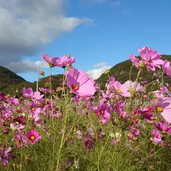 沖田遺跡公園コスモス畑
