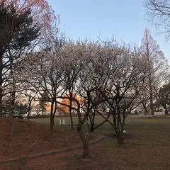 大谷田公園 梅園