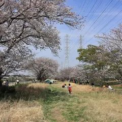 花見川千本桜緑地