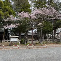 愛宕神社清秀桜