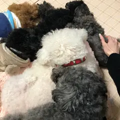 いぬのじかん