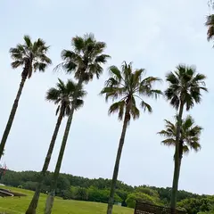 神奈川県立辻堂海浜公園