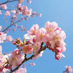 田口梅林園