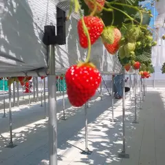 ファーム八千代 いちご狩り