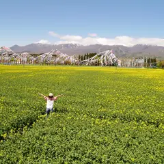 那須ハートフルファーム お花畑