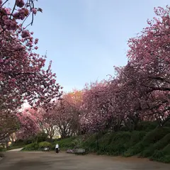 菊名桜山公園（カーボン山）