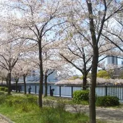 毛馬桜之宮公園