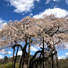 小生瀬地蔵桜