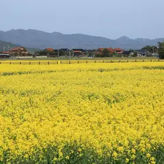 斐川町菜の花畑
