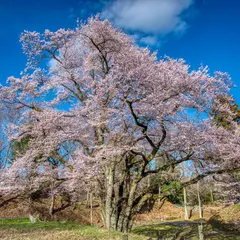 鉢形城の桜・エドヒガン（氏邦桜）