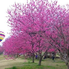 笛吹市役所 花鳥の里スポーツ広場