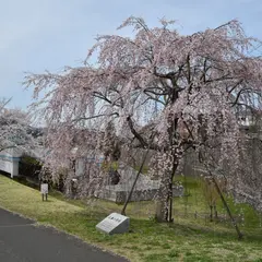 桜づつみ公園