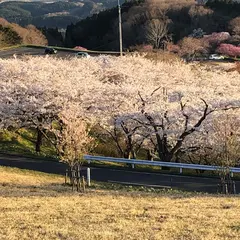 加護坊山の千本桜
