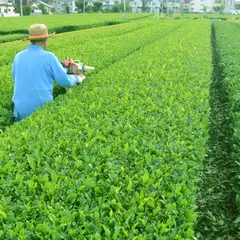 増田伊之助茶園茶葉研究所
