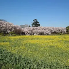 権現堂公園