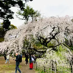 近衛邸跡の枝垂れ桜