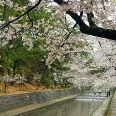 夙川さくら通り🌸