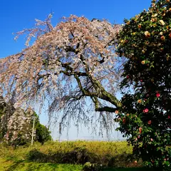 古田の枝垂桜
