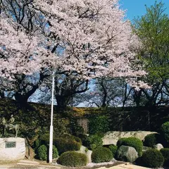 黄金堤
