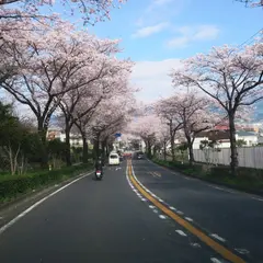 はだの桜みち