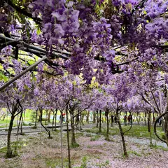 紫藤咖啡園 （二店）（水源園区）
