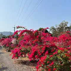 桶頭過渓花園