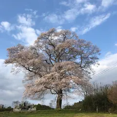 上岡の枝垂れ桜