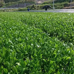 佐賀の嬉野茶｜田中製茶工場(お茶の卸・販売）
