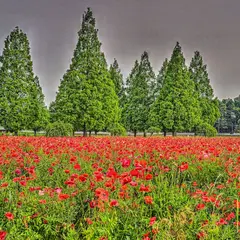 花畑２（あけぼの山農業公園）