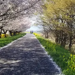 加治川右岸の桜並木