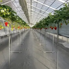 いちごパーク せせらぎファーム