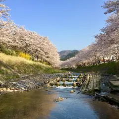 与保呂川千本桜