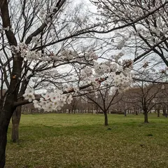 都立舎人公園