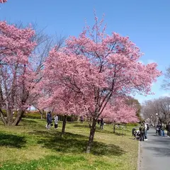 鶴見緑地公園大芝生エリア