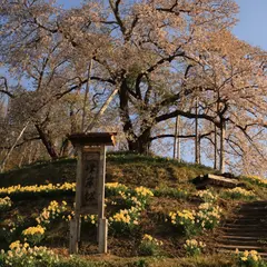 峰岸桜（高畠町中央公園）