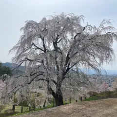 慶海桜
