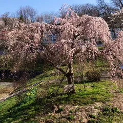 二代目 三春滝桜