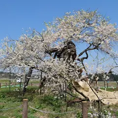 米沢の千歳桜