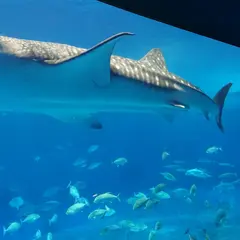 美ら海水族館