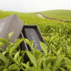 山茶堂阿里山高山茶/阿里山烏龍茶、紅茶、金萱