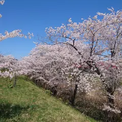 余市川桜並木