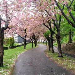 西野緑道